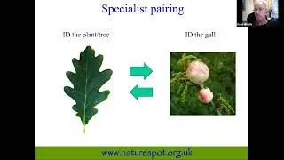 Trees and Galls