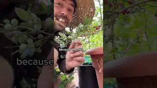 Blueberry 🫐 Growing In Containers - Huge Yield!