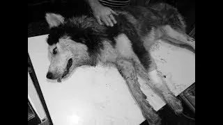 Saving a dog's life after being poisoned