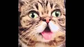 Суперские приколы с животными   Super funny video with animals