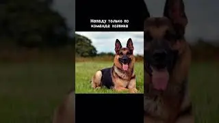 Клыки в печень - никто не вечен ✊