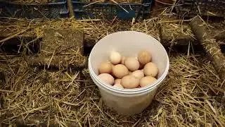 А Вы моете куриное яйцо?