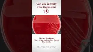 Can you guess these Colonies ? 🤔🧐🤓 #quiz 337  #shorts