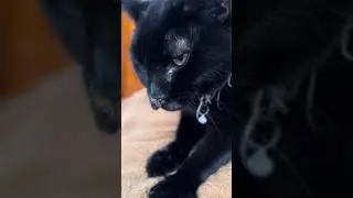 Panther is a Massage Therapist