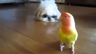 Умный попугай и умная собака играют