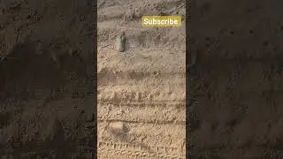 Tiger pugmarks Jim Corbett National Park Uttrakhand ke dhikala Zone me dekhne ko mile