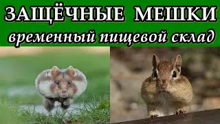 ЗАЩЁЧНЫЕ МЕШКИ - Временный пищевой склад