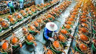 How to Process and Canned Red Snow Crab in The Factory The Most: Expensive Crab in the World