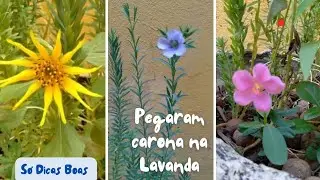 Flor de Lavanda - O que se planta colhe