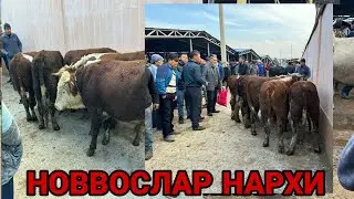 22 октября 2023 г АНДИЖОН КУРГОНТЕПА МОЛ БОЗОРИ НОВВОС НАРХЛАРИ ANDIJON QÒRĢONTEPA MOL BOZORI NARXI