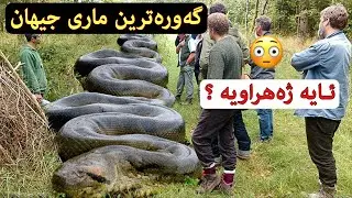 گەورەترین ماری جیهان 😳زانیاریەکان شۆکت دەکات 👆 ئـایە ژەهراوەیە 😳دەتوانێت مرۆڤ قوت بدات