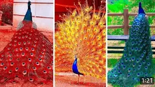 Pavo Real Rojo