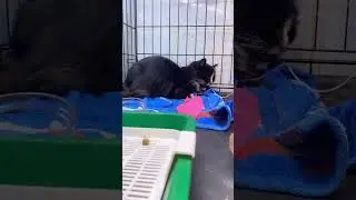 Василиса попала в приют в таком состоянии…