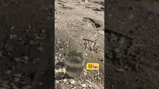Размер мозга