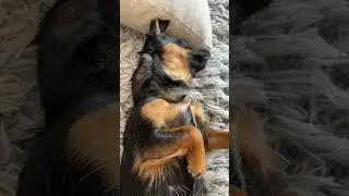 This video was going to be well different 😂 #chorkie #clover #cute #blowup #dog #chi #dance #song
