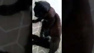 Котик 