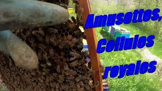 Amusements, Royal cells