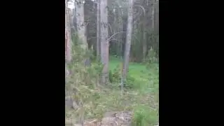 Third encounter I had with a bear while staying in the eastern High Sierras