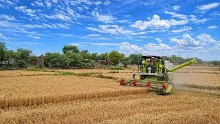 Vishal 435 Combine harvester | wheat harvesting | @secretvillage704 #combine #harvesting