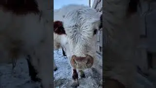 Cow asmr / Коровий асмр