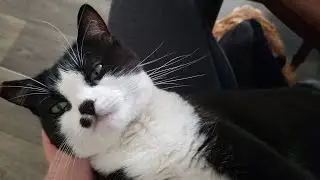 How Cats Behave When They Love Their Human | Tuxedo Cats