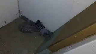 Bird Gets In House and Gets Stuck in A Plastic Bag