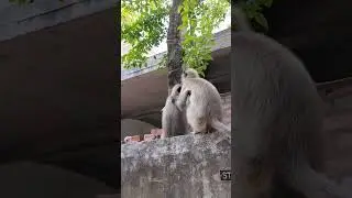Hanuman 🐵