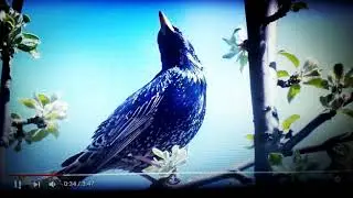 Хьоашалнаькъан 1аьла "Алкхашкаш"