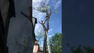 Откуда берутся ветки для Makita UD 2500