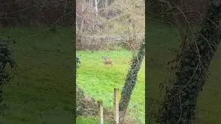 Deers taking breakfast in my backyard@Figline Diaries#figline #tuscany#deers#daini#鹿#トスカーナ#colazione