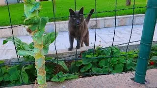 PIZARRÍN, LOS POLLOS, EL GATO DEL VECINO Y EL HUERTO