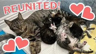 Mama Cat Reunited with Kittens After Weeks Apart