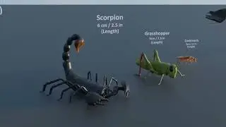 Smallest Bird Size Comparison ||  Smallest Bird In the World || 3D Comparison