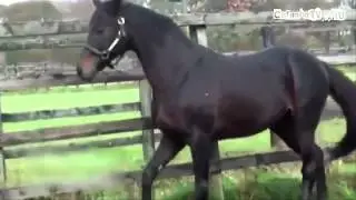 +100500   Детский Хардкор