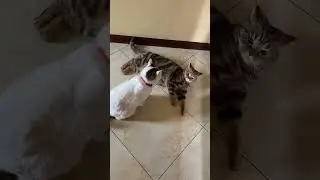 Кот Оскар задолбал 🙀