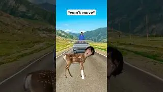 When Deer See A Car Coming Towards Them At Full Speed 🤣 