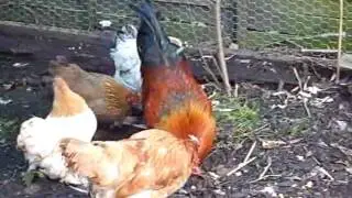 Chicken fight