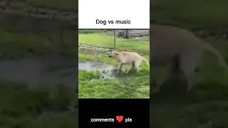 Dog vs music memes