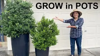 Container Gardening Tips: 5 Simple Steps I Wish I Knew Sooner