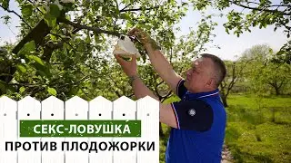 ЭТО самая эффективная ЗАЩИТА яблок от ПЛОДОЖОРОК