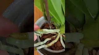 The trick to get your orchid to re bloom