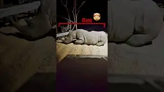 giant rhino 