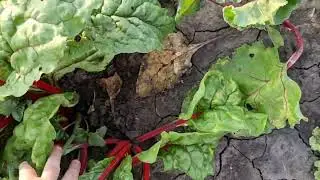 Обзор огорода в конце июня, Что выросло на грядках, Всё очень плохо растет в этом году, Моя дача