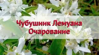Чубушник (жасмин садовый) лемуана Очарование 🌿 Посадка. саженцы чубушника (жасмина садового)
