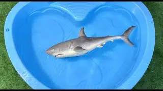 Learn Animals in English Lion Elephant Giraffe Frog Educational Cartoons for Kids
