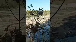 Река Чуй спуск в долину