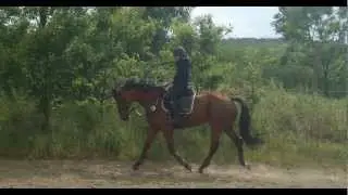 Foto Contest für MissHorseBeat