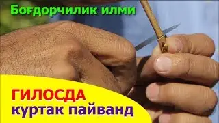 Гилос куртак пайванд 2