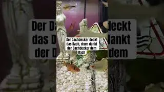 Der Dachdecker