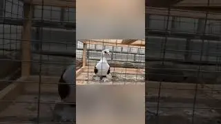 Голуби . Краснодарские бокатые 🤍🕊️